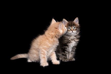 cute maine coon kitten kissing another kitten or whispering in the ear on black background with copy spaceの写真素材