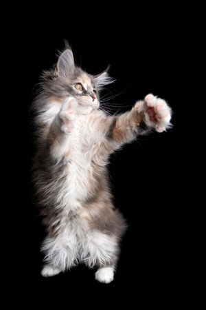 cute calico maine coon kitten playing boxing fighting standing on hind legs on black backgroundの写真素材