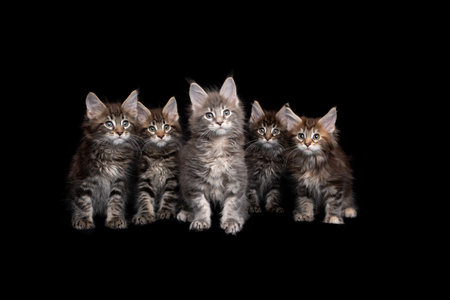 group photo of five different colored maine coon kittens standing side by side on black background with copy space looking at cameraの写真素材