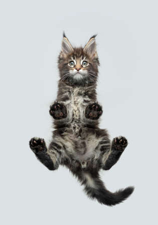 bottom view of beautiful maine coon kitten standing on glass table with spread legs looking at camera surprised with copy spaceの写真素材
