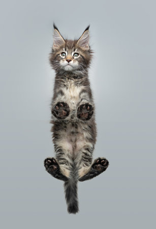 bottom view of beautiful maine coon kitten standing on glass table looking down curiously with copy spaceの写真素材