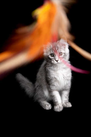 silver tabby maine coon kitten sitting looking at colorful feather toy on black backgroundの写真素材