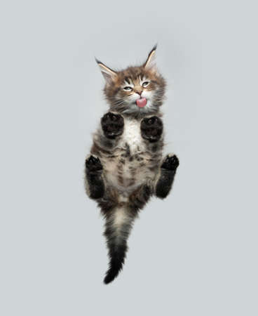 bottom view of adorable small calico maine coon kitten resting on glass table licking sticking out tongue with copy spaceの写真素材