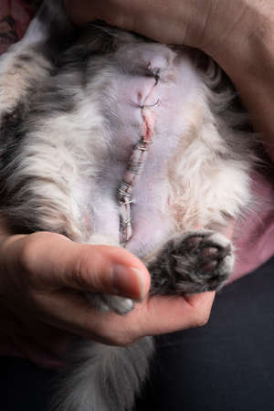 veterinarian examination of stitched wound on kittens shaved bellyの写真素材