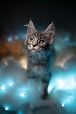 beautiful silver tabby maine coon kitten walking on colorful clouds in the sky looking up curiouslyの写真素材