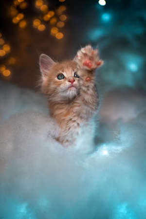 cute playful ginger maine coon kitten amid colorful clouds raising paw looking upの写真素材