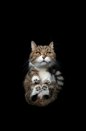 bottom view of tabby white british shorthair cat sitting on invisible glass table showing paws looking curiousの写真素材