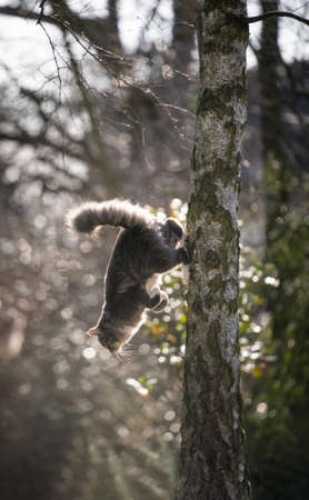 fluffy maine coon cat climbing down tall birch tree outdoors in the gardenの写真素材