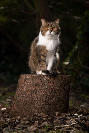 tabby white british shorthair cat sitting on tree stump outdoors in the forest looking at cameraの写真素材