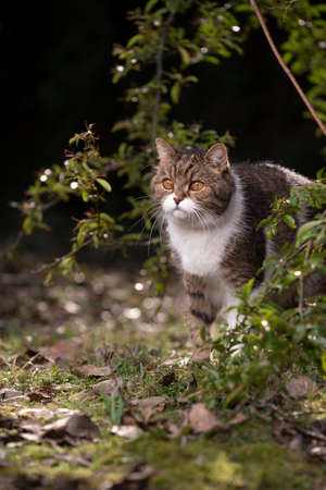 tabby white british shorthair cat standing behind bush outdoors in nature observingの写真素材