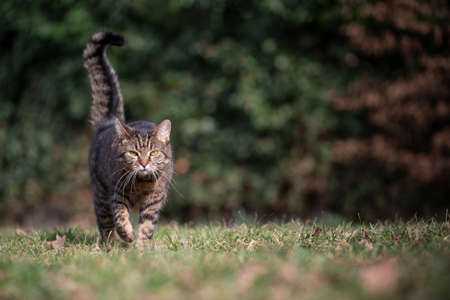 tabby domestic shorthair cat walking on lawn looking at cameraの写真素材