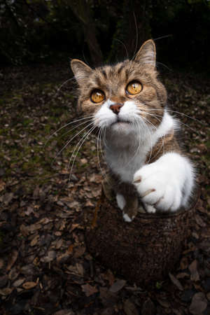tabby white british shorthair cat sitting on tree stump outdoors in the forest looking up curiously raising pawの写真素材