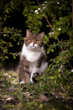 tabby white british shorthair cat sitting on the ground outdoors in nature surrounded by plantsの写真素材