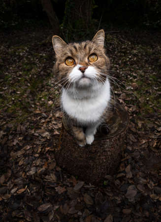 tabby white british shorthair cat sitting on tree stump outdoors in the forest looking up curiously waiting for foodの写真素材