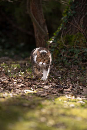 tabby white british shorthair cat walking on sunny meadow in the forestの写真素材