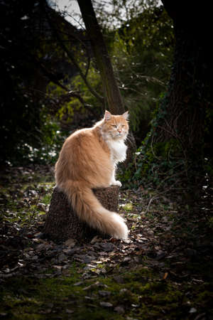 beautiful maine coon cat sitting on tree stump outdoors in forest looking awayの写真素材