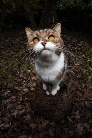 tabby white british shorthair cat sitting on tree stump outdoors in the forest looking up curiously waiting for foodの写真素材