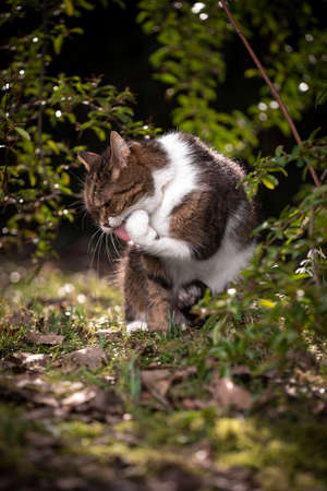 tabby white british shorthair cat grooming licking paw outdoors in natureの写真素材
