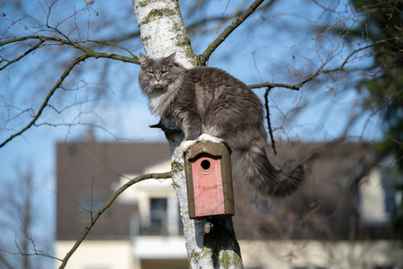maine coon cat climbing on birch tree sitting on birdhouse outdoors in the sunny garden behind the houseの写真素材
