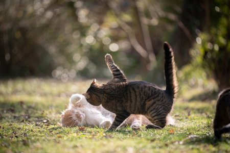 two cats having a dispute outdoors in the sunny back yardの写真素材