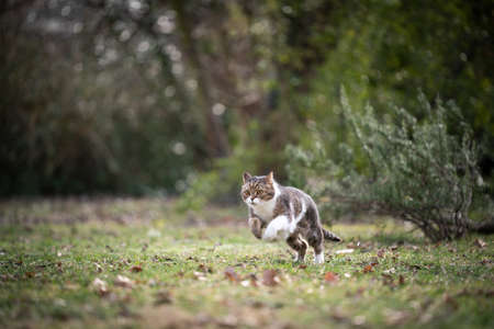 tabby white british shorthair cat running outdoors on green meadow in natureの写真素材