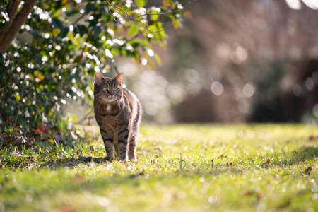 curious tabby cat standing on meadow in sunlight observing the gardenの写真素材