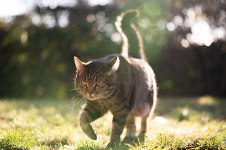 tabby shorthair cat walking on sunny meadow in backlight outdoors in natureの写真素材