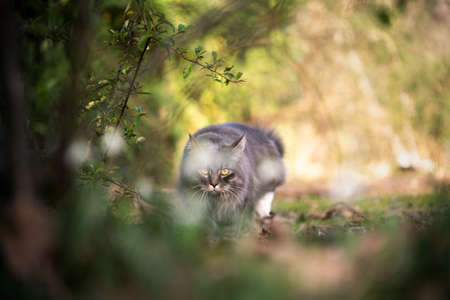 maine coon cat outdoors in nature prowling hiding behind bush looking at cameraの写真素材