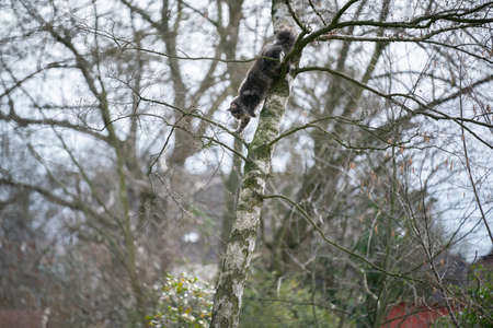 maine coon cat climbing down bare birch tree outdoors in the back yardの写真素材