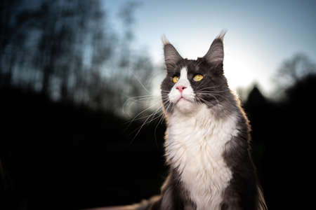 tuxedo maine coon cat portrait outdoors in nature on sunset with forest treeline in the backgroundの写真素材