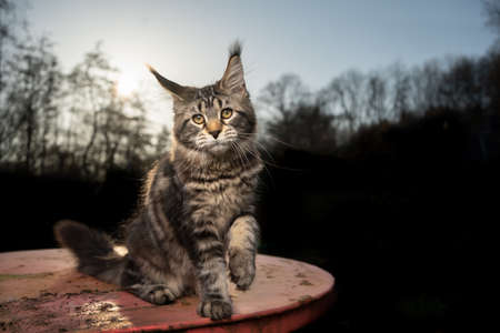 curious playful maine coon cat outdoors on garden table in sunset with forest treeline in the backgroundの写真素材