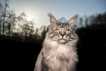 silver tabby maine coon cat portrait in sunset with treeline and copy space in the backgroundの写真素材