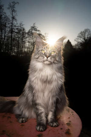silver tabby maine coon cat sitting on rusty garden table outdoors in nature with forest treeline in the backgroundの写真素材
