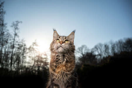 beautiful maine coon cat looking up in the sky on sunny day with treeline of forest in the background and copy spaceの写真素材