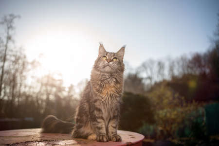 maine coon cat sitting on garden table looking up in the air in sunlightの写真素材