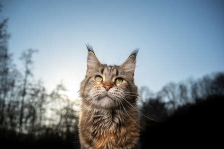 maine coon cat portrait in sunset with treeline of forest in the back and copy spaceの写真素材