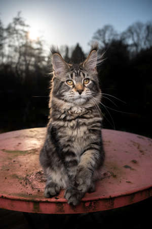tabby maine coon cat sitting on rusty garden table on sunset with forest treeline in the backgroundの写真素材
