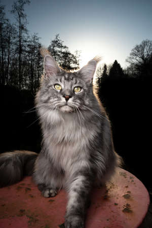 silver tabby maine coon cat sitting on rusty garden table outdoors in nature with forest treeline in the backgroundの写真素材