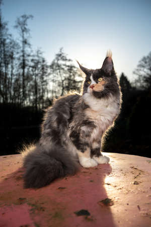 beautiful calico maine coon cat sitting on rusty garden table outdoors in sunlight with forest treeline in the backgroundの写真素材