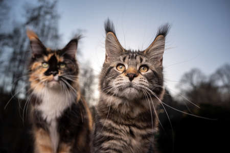 two different maine coon cats side by side outdoors on sunset with forest treeline in the backgroundの写真素材
