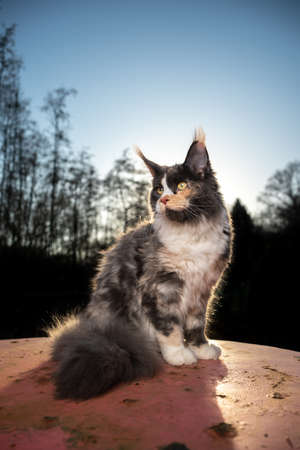 beautiful calico maine coon cat sitting on rusty garden table outdoors in sunlight with forest treeline in the backgroundの写真素材