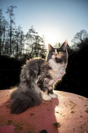 beautiful calico maine coon cat sitting on rusty garden table outdoors in sunlight with forest treeline in the backgroundの写真素材
