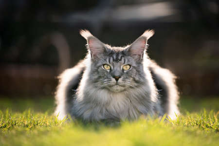 beautiful silver tabby maine coon cat resting on sunny lawn in backlight looking at cameraの写真素材