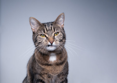 studio portrait of a tabby shorthair cat with snaggletooth on gray background with copy spaceの写真素材