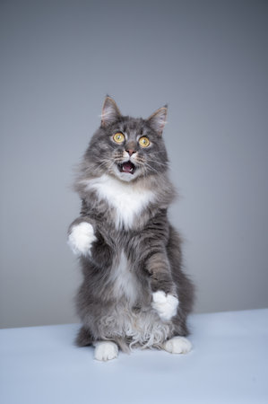 cute gray white maine coon cat standing on hind legs with mouth open looking shocked or surprisedの写真素材