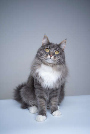 studio shot of a blue tabby white maine coon cat sitting looking at camera curiously and surprisedの写真素材