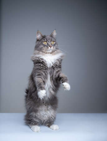 studio shot of a curious gray white maine coon cat rearing up standing on hind legs looking away with copy spaceの写真素材