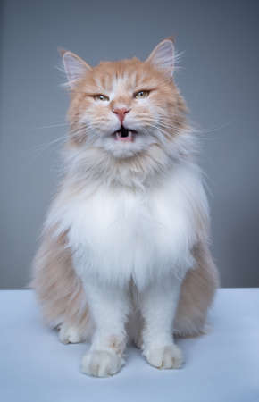 studio portrait of a ginger white maine coon cat looking at camera meowing with mouth openの写真素材
