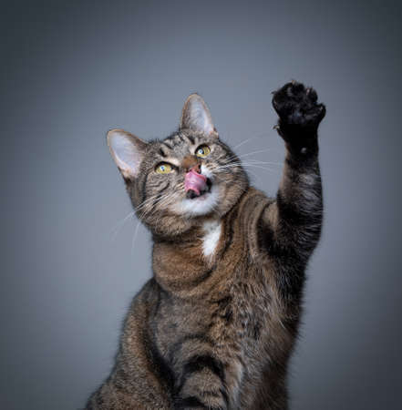 studio shot of a hungry tabby shorthair cat raising paw begging for food licking lips on gray background with copy spaceの写真素材