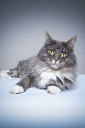 studio shot with copy space of a gray white maine coon cat lying on the side looking at cameraの写真素材